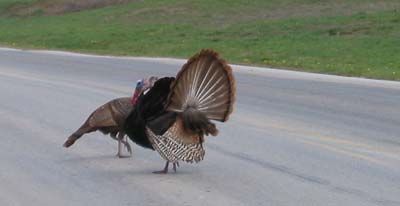 Turkeys at Lanchester